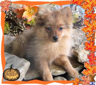 Pomeranian Puppies for Sale